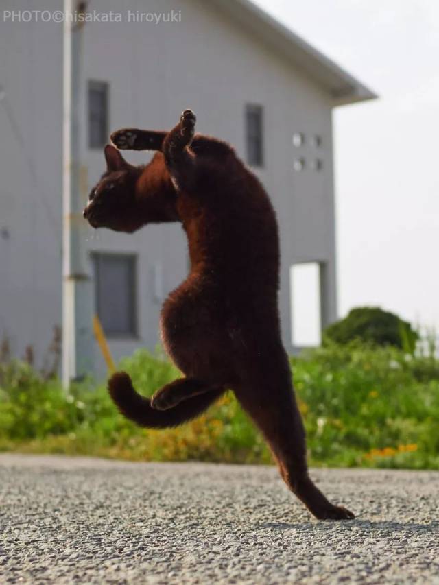 他把这群猫咪做出的动作称为"猫猫拳",一系列照片传到网上后,引起了