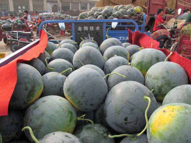 家乡的西瓜属于老品种青皮瓜,个大皮厚,又圆又大,匀称有致.