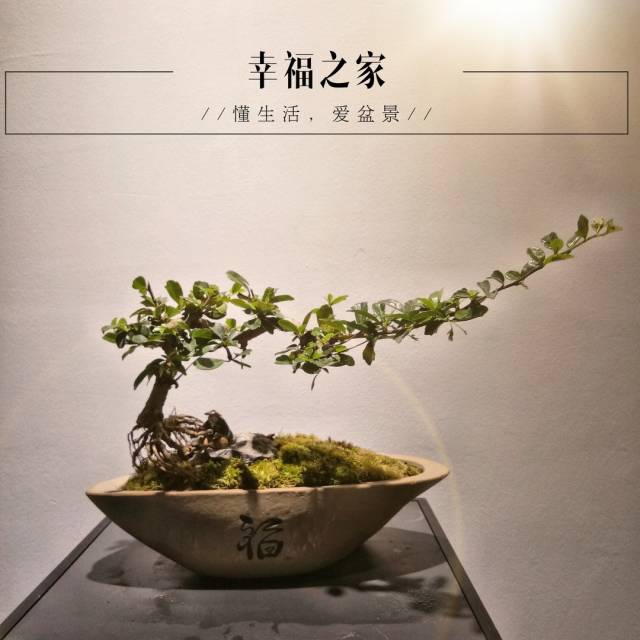 树干嶙峋,虬曲多姿,树姿飘逸,象征着老人的健康长寿.