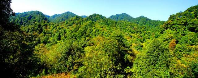 中国原始森林保护最完好景区,广西天峨大山原始森林