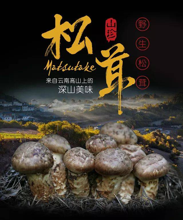 商城| 2018年第一批云南香格里拉野生松茸邀你尝鲜!错过等明年!
