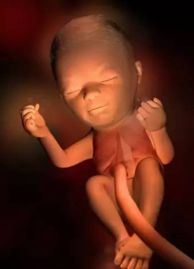 0-40周胎儿在子宫内的样子,快看看你家宝宝现在长啥样