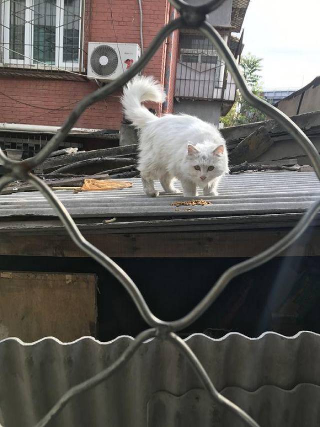 流浪猫正在垃圾桶边找吃的,饿得瘦骨嶙峋的,我就取了点家里的猫粮喂它