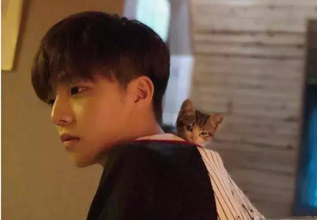 猫咪已经成为明星必备,陈立农幸福撸猫,猫咪:我