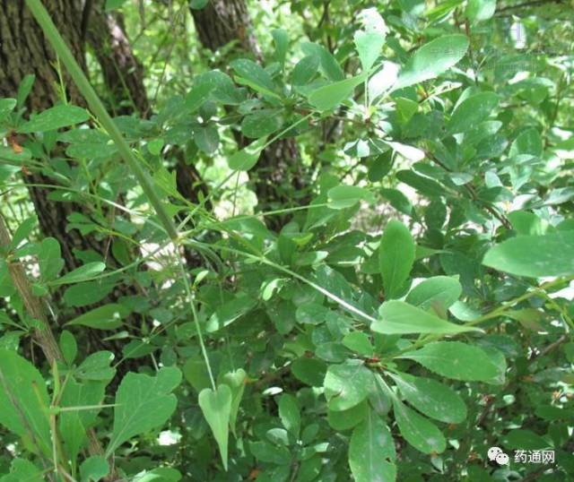 茜草系多年生攀援草本植物,常生于山坡路旁,沟沿,田边,灌丛及林缘.