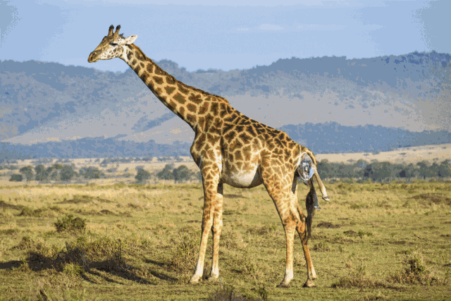 从图片中我们可以看到,小长颈鹿宝宝在出生后不久便能缓缓站起来,蹦