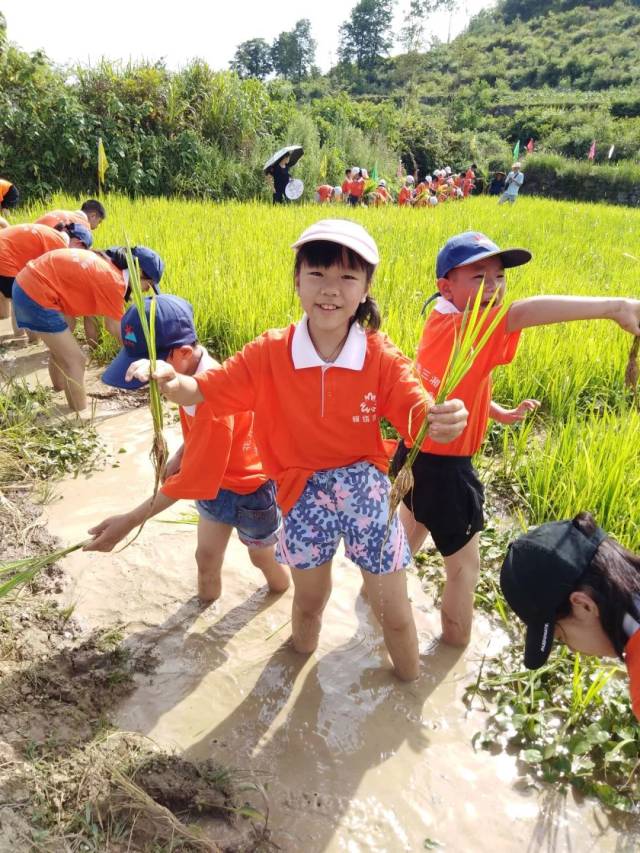 下到稻田里,和农民伯伯一起学习插秧,吸收大地母亲的芬芳.