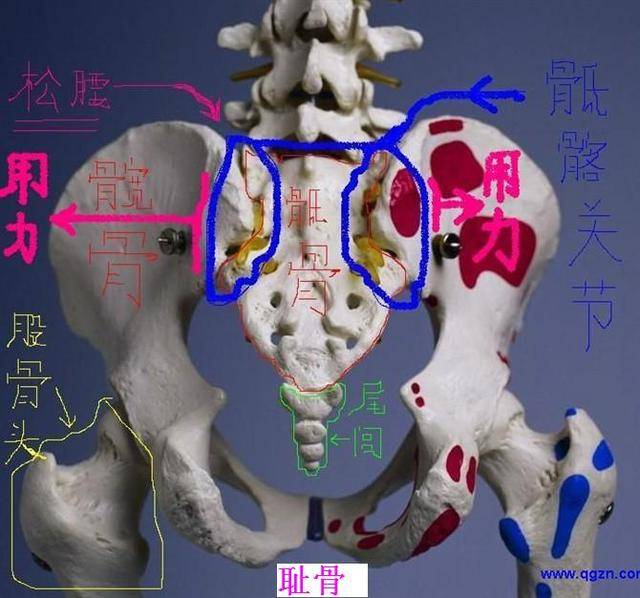 为什么说尾闾是太极拳内功修炼的关键部位?(附松尾闾四步功诀)