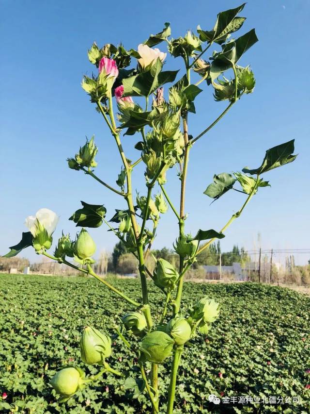 【氮肥现阶段与棉花的关系】棉铃虫,黄萎病也都能受氮肥影响!