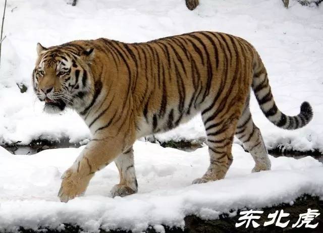 老虎在野外吃什么?
