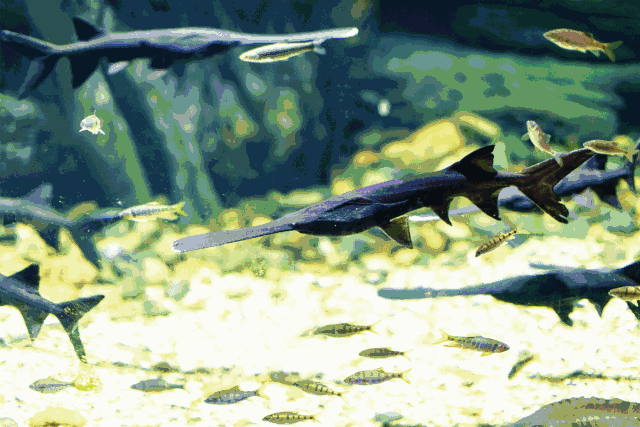 杭城首家开在商场里的海洋馆!8000㎡的海底,58