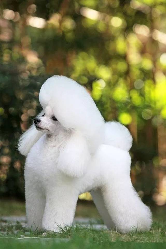 贵宾犬: 贵宾犬(poodle),也称"贵妇犬",又称"卷毛狗",在德语中,pudel