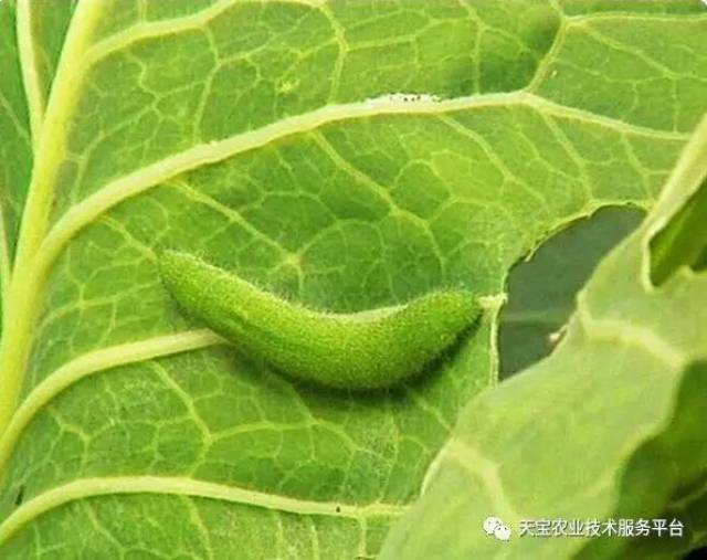 夏季蔬菜主要害虫都在这儿了!_手机搜狐网