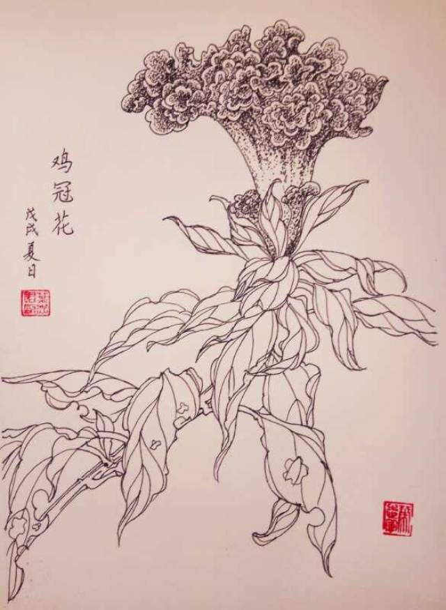 33,叶志军的钢笔画第五百七十八幅——鸡冠花(中性笔花卉白描习作)