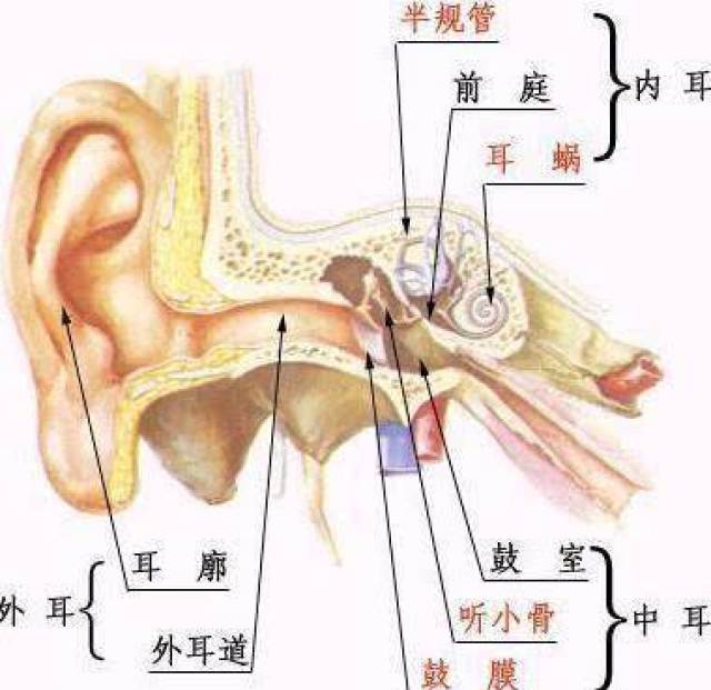 耳垢,又称耵聍,是由外耳道耵聍腺分泌的蜡状物与耳道皮肤脱落的角