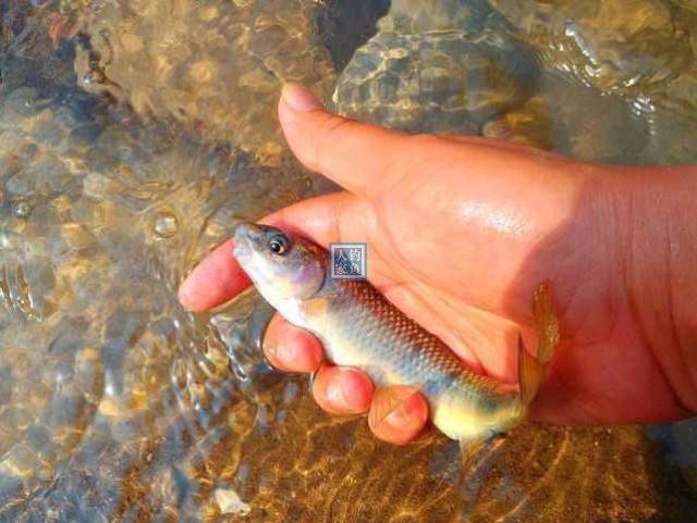 小溪入水口,探钓野生石斑鱼,500元一斤的名贵稀有鱼获