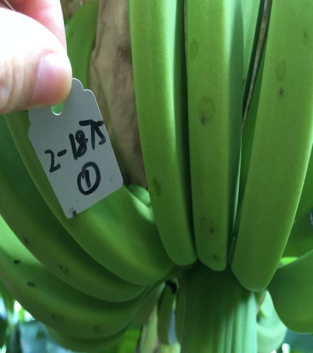 高温天气谨防香蕉黑星病和药害