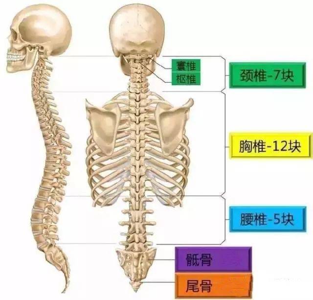 圆肩驼背毁气质,几个动作开肩削背,露出性感蝴蝶骨