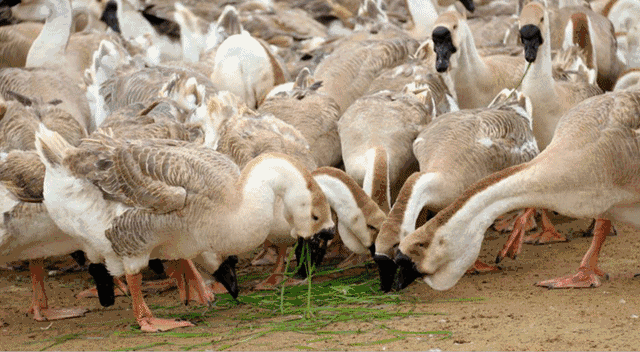 这家在广州排队才吃得到的卤鹅