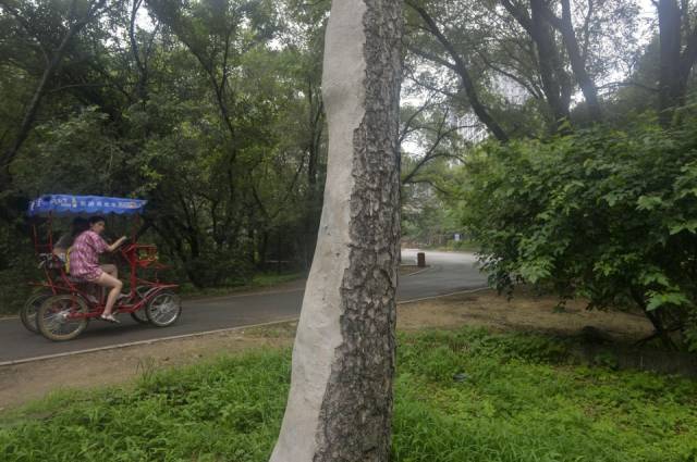 三百多岁"高龄"古树水泥护体:一半真一半假成"阴阳树"