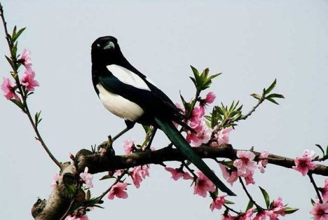 8月8号喜鹊上枝头,桃花滚滚而来的3生肖,狗年有望幸福