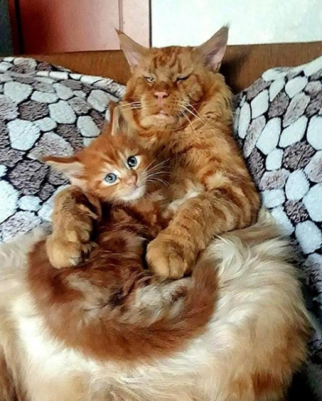 3张图看清猫妈妈带娃和猫爸爸带娃的差别