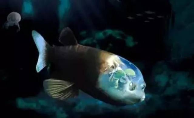 太平洋桶眼鱼:头部是充满液体的透明盾.