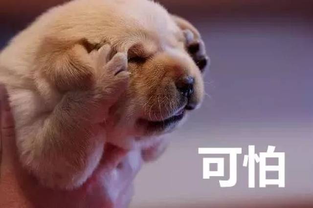 顺德惊现禁狗令!打狗还有300元奖励?网友都