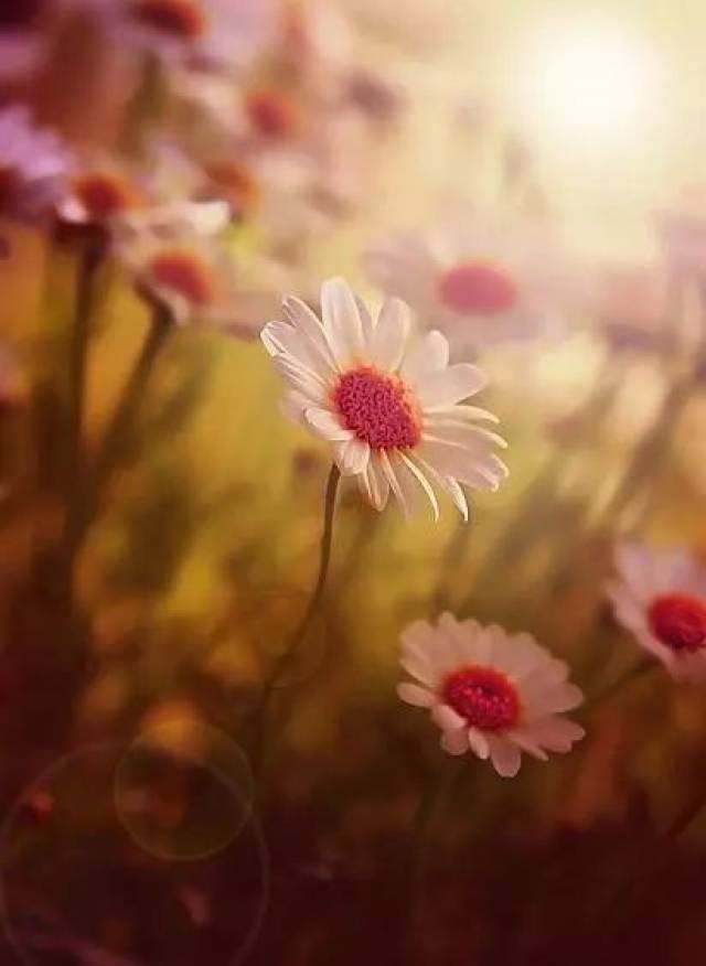 英文诗歌欣赏 花之歌 Song of The Flower