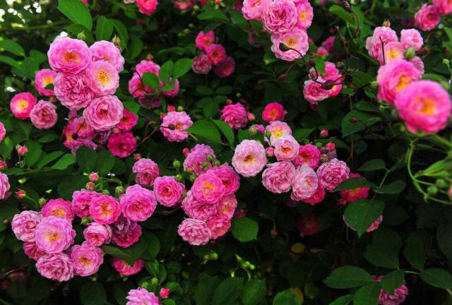 立体绿化来增加城市绿化面积成为必然途径(图1) 立体绿化来增加城市绿化面积成为必然途径(图1)