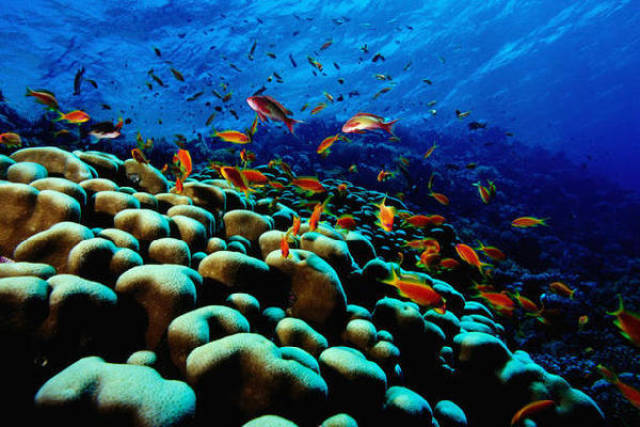 海平面凸现完美圆形大洞,鲨鱼时常环伺在侧,游客仍络绎不绝!