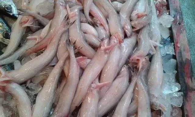 龙头鱼烹饪法