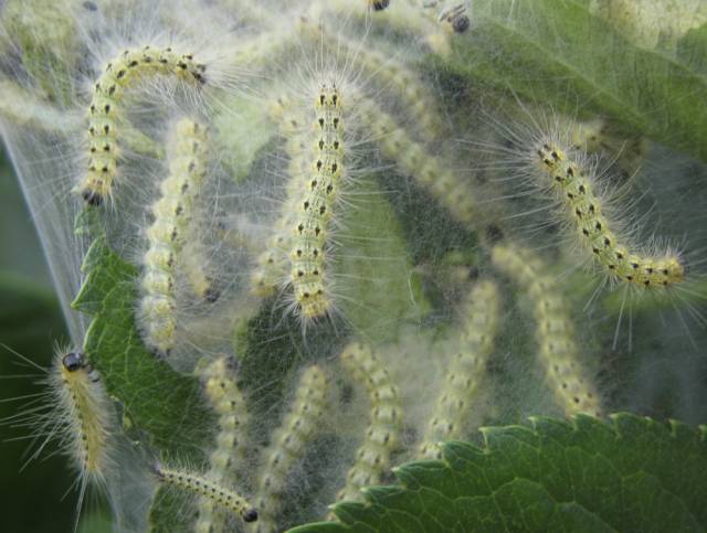 镜头下:生物入侵带来的危害,数量还在不断增加