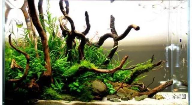 水草养殖攻略大全,水草养殖