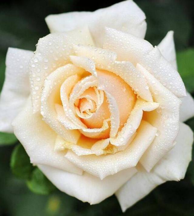 苗木虫害 作为苗木人不可不看(图1) 苗木虫害 作为苗木人不可不看(图1)