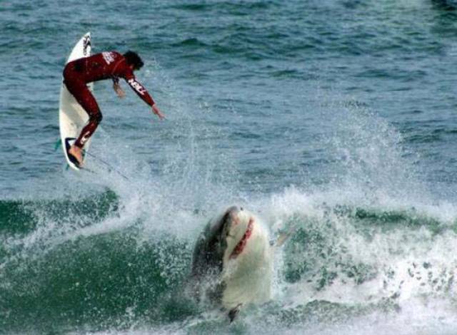 恐怖鲨鱼吃人图片男子被袭击咬碎