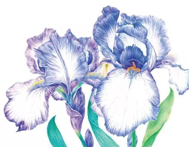 blue iris蓝色鸢尾