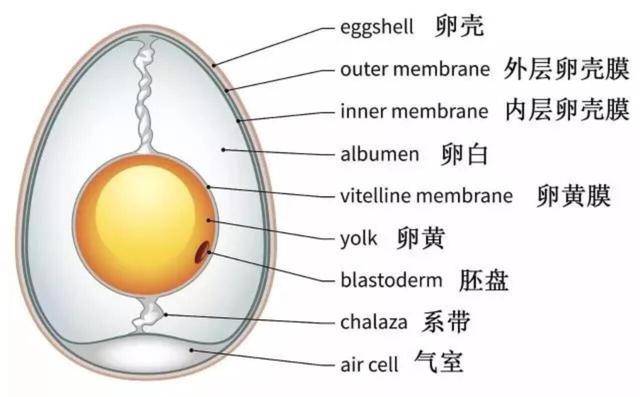 鸡蛋中的奥秘知多少?