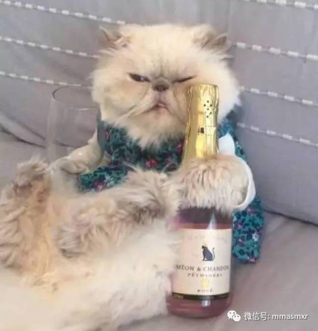 喵生的意义就是来一瓶猫酒!