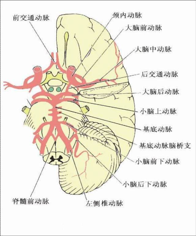 大脑后动脉示意图