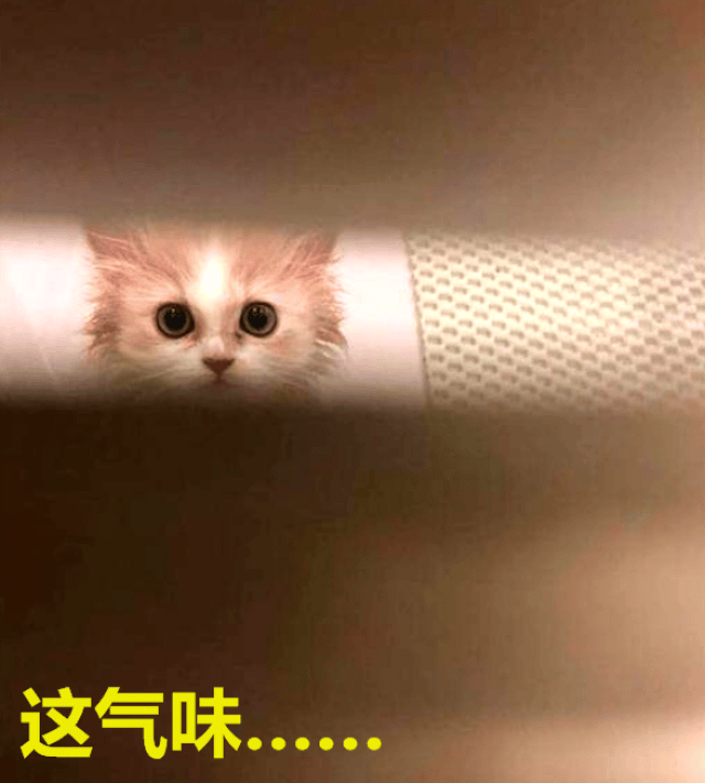 橘猫:还不快出来,再不出来,你会被熏死的?开门啊!