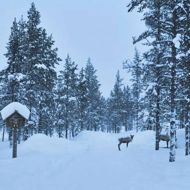 攻略四:芬兰北极村雪景