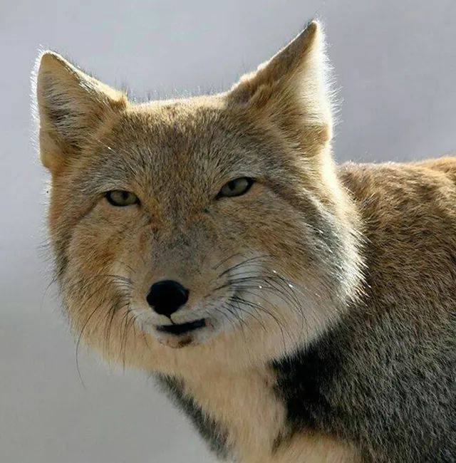 兽娘动物园藏狐