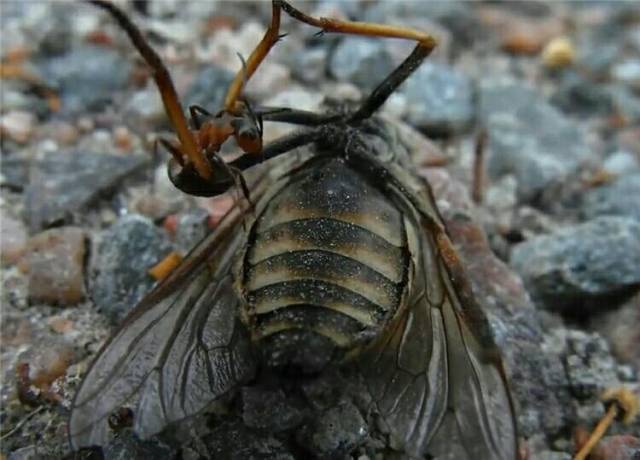 胡蜂vs牛虻 两者相斗一死一伤 结果被蚂蚁抢走战果!