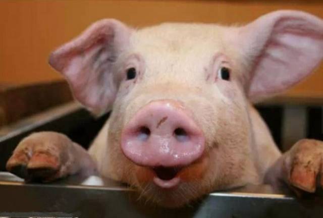 世界上最幸福的猪在德国,一生都被工人伺候,还是安乐死