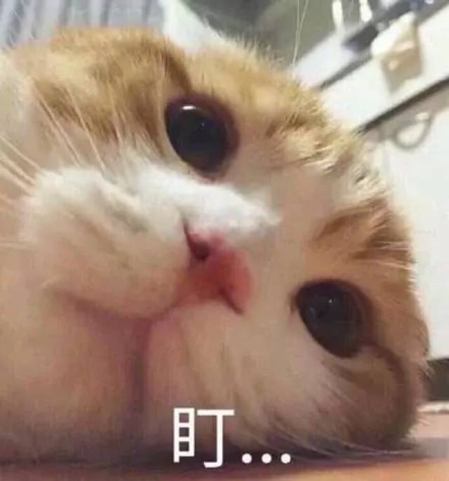 猫咪表情包:同归鱼尽!