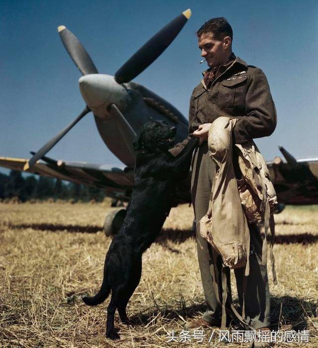 1944年7月,英国皇家空军一名顶级战斗机飞行员与他的拉布拉多犬,图片