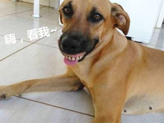 老远看到大黄狗冲着自己谄媚的笑,走近一看解开疑惑,笑出眼泪