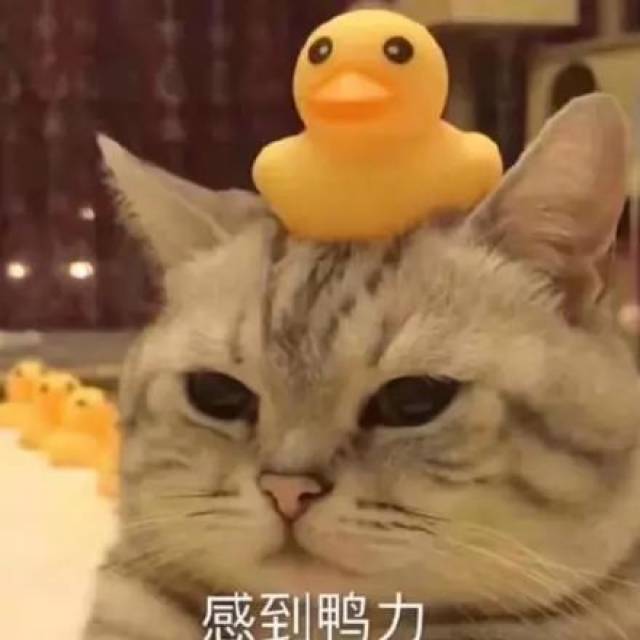 猫咪表情包:同归鱼尽!