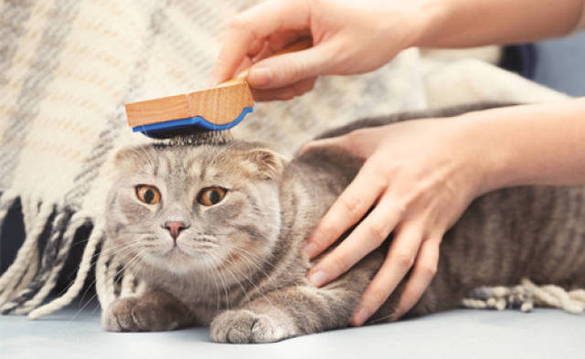 蛋黄橄榄油化猫毛,猫吃蛋黄和橄榄油拉毛